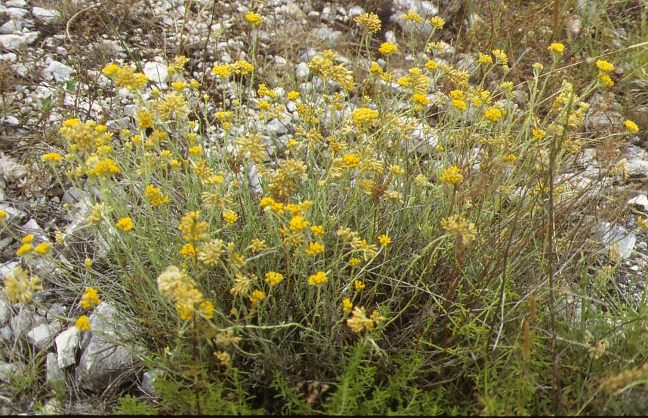 Helichrysum  italicum / Elicrisio